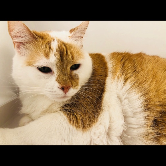 🐈 🐾 Hello! Welcome to come our human closet 🐈🐾 - Picture 4 of 13